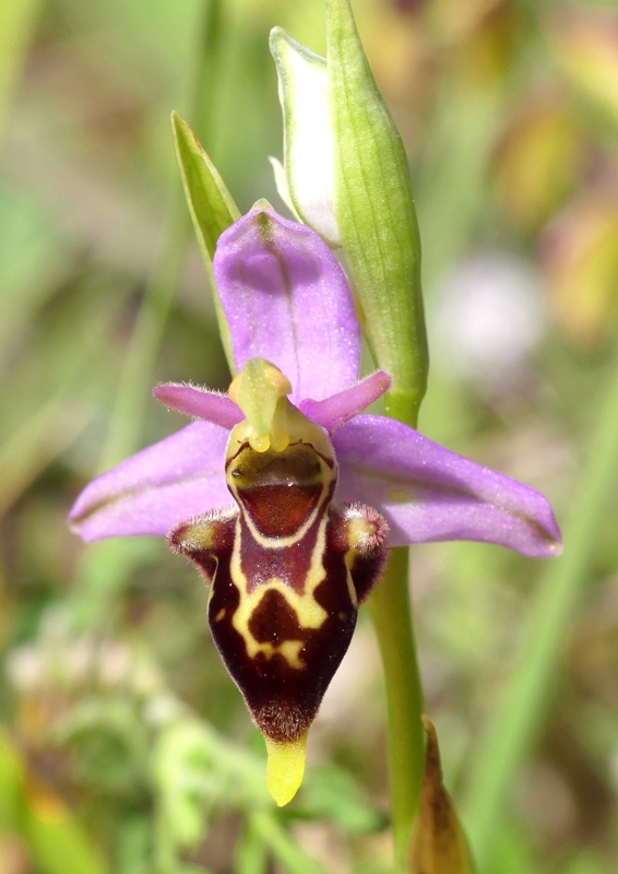 Ophrys apifera x Ophrys holosericea subsp.dinarica, splendidi ibridi nell''aquilano 2021.